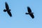 Two Common Black Ravens Flying in a Blue Sky