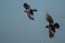 Two Common Black Ravens Flying Over the Canyon River