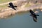 Two Common Black Ravens Flying Over the Canyon River