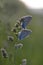 Two common blue butterflies on a plant in nature close up