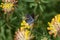 Two common blue butterflies on yellow hop trefoil flowers