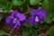 Two Common Blue Violets â€“ Viola sororia