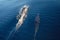 Two common bottle nose dolphins in the Pacific ocean between Santa Barbara and Channel Islands in California USA