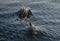 Two common bottle nose dolphins in the Pacific ocean between Santa Barbara and Channel Islands in California USA