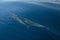 Two common bottlenosed dolphins swimming underwater near Santa Barbara off the California coast in USA