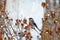 Two common bullfinch males feeding on rhododendron buds