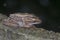 Two common bush frogs clinging onto each other.