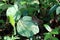 Two common bushbrown butterflies meeting on a large three part leaf,In this picture male butterfly`s male genitalia is clearly