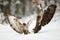 Two common buzzards fighting with wings open on snow in winter