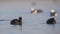 Two Common Coots Filtering Out Food