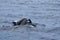 Two common dolphins in the atlantic ocean. Whale watching, Madeira, Portugal