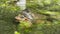 Two common frogs, the grayish male sits on a brownish female in the pond