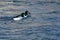 Two Common Goldeneyes Floating Down a Winter River