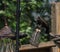 Two Common Grackles on Bird Feeder Getting Food