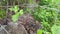 Two common grass snakes in the summer in the forest on a stump.