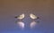 Two common gulls face to face on frozen lake