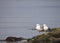Two common gulls on a rock surrounded by water