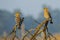 Two Common Hoopoes Perching on Branches