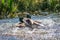 Two common mallard duck male, fight about the female.