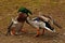 Two Common mallard duck male, fight in the spring about the female