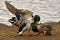 Two Common mallard duck male, fight in the spring about the female