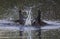 Two Common Moorhen fight on water