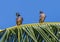 Two common myna, acridotheres tristis standing in sunlight on a  palm tree on the Big Island, Hawaii.