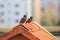 Two common Myna birds on the roof