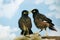 Two common Mynas perched on top of rock, bird, nature, animal