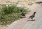 Two common mynas are walking