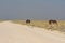 Two common ostriches struthio camelus in the Etosha National Park