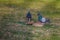 Two common pigeons drinking water among green grass on the park lawn.