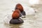 Two Common pochard male Aythya ferina