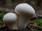 Two Common Puff balls, fruiting on the forest floor.
