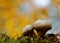 Two common puffballs in forest