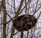 Two common raccoons sleeping intimately together high up in a tree, tropical animal from America