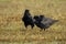 Two common raven feeding on dry meadow in autumn nature