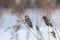 Two common redpolls perching on dry orach stems with white background