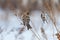 Two common redpolls perching on dry orach with white background