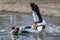 Two Common Shelduck duck Tadorna tadorna