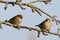 Two common sparrows perching on a branch