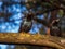 Two Common starlings or European starlings sitting on a branch with beautiful colorful plumage with a metallic sheen in sunlight
