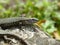 Two common wall lizards resting in the sun. Europe.