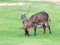 The two common waterbuck sitting and other one eating grass