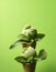 Two cones of basil ice cream with basil leaves around. Homemade green ice cream with basil and mint on light green background.