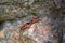Two connected red firebugs on a granite stone