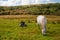 Two Connemara ponies