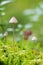 Two Conocybe mushrooms in a mossy ground