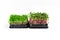 Two containers of grown microgreen shoots. Arugula and Radish Coral green sprouts. White background. Close up