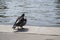 Two cooing pigeons on the stone Bank of the river near the water. clean other feathers, the relationship between paired birds,